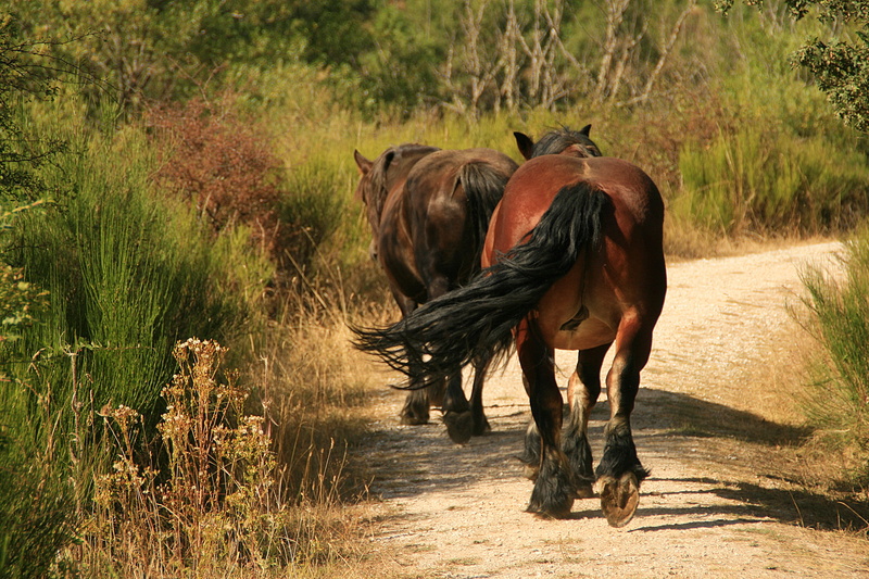 horses, mane, mammal, castilla, al, melena, Level 3, Level 1, meadow, foal, horse, Level 4, mare, animal, españa, rural Scene, pasture, spain, two, palencia