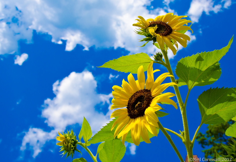 Level 9, petal, Frame It, summer, flower, Photography, UNITE, gear, photo, Level 7, me  my, bronze, Sunflowers, gold, Level 3, yellow, 4K, leaf, me, daytime