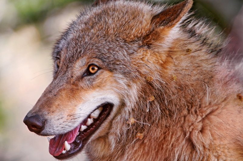 4K, zoo  zürich, animal, photo, gray, eye, switzerland, animals In The Wild, cute, canine, tongue, dog, canid, wildlife, nikon  d300, wolf, nature, close-up