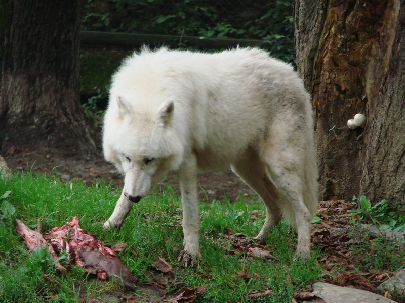 canine, brown, one Animal, plant, near, trunk, daytime, dog, animal, land, outdoors, white, animal themes, wildlife, white wolf, no people, domestic animals