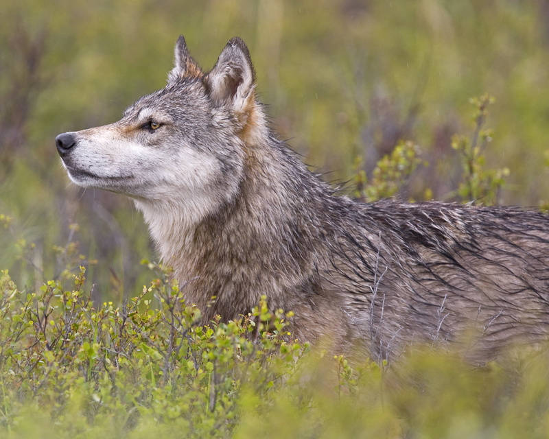 animals In The Wild, wolf, 2K, brown, dog, gray, nature, animal, shallow, canine, coyote, photography, carnivore, wildlife, mammal
