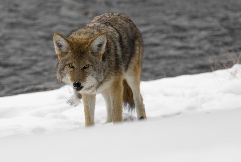 wilderness, mammal, no people, covered, animal themes, cold temperature, canine, winter, portrait, gray Wolf, park, carnivore, animals Hunting, one animal