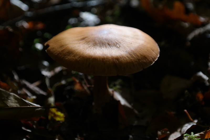 forest mushroom, food and drink, focus on foreground, nature, land, c speciosissimus, toadstool, edible mushroom, orange spitz bumpy schleierling, beauty in nature