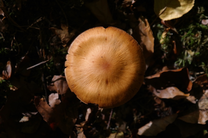 agaric, schleierling, 5K, toadstool, orange spitz bumpy schleierling, food and drink, edible mushroom, forest mushroom, fungus, day, close-up, vegetable
