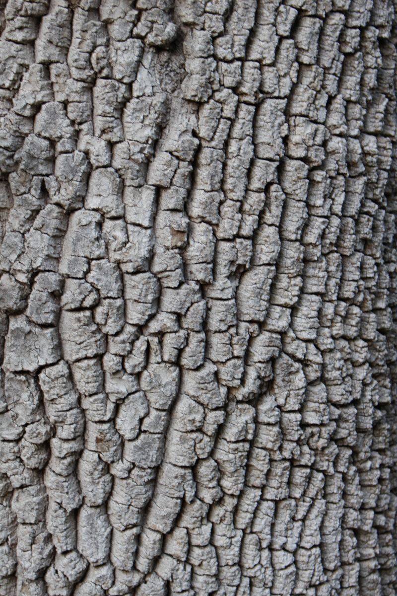 no people, natural pattern, 5K, abundance, day, tree, animal skin, outdoors, gray, large group of objects, close-up, backgrounds, textured, pattern, material