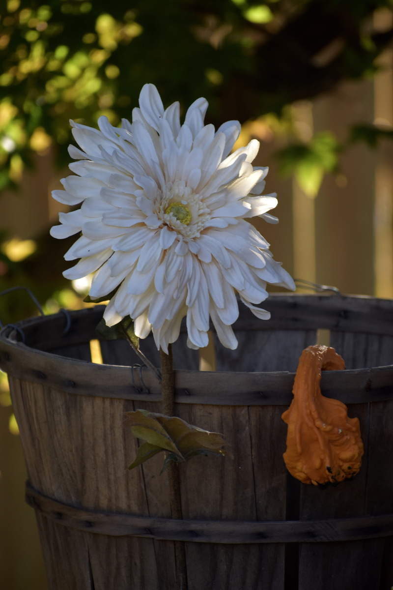 vulnerability, countryside, decoration, orange, 5K, beauty in nature, flower head, day, softness, nature, basket, squash, country, focus on foreground