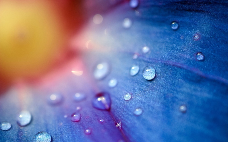 color Image, extreme close-up, droplets, flowers, purity, freshness, single Flower, no People, outdoors, wet, plant, abstract, green Color, purple, springtime