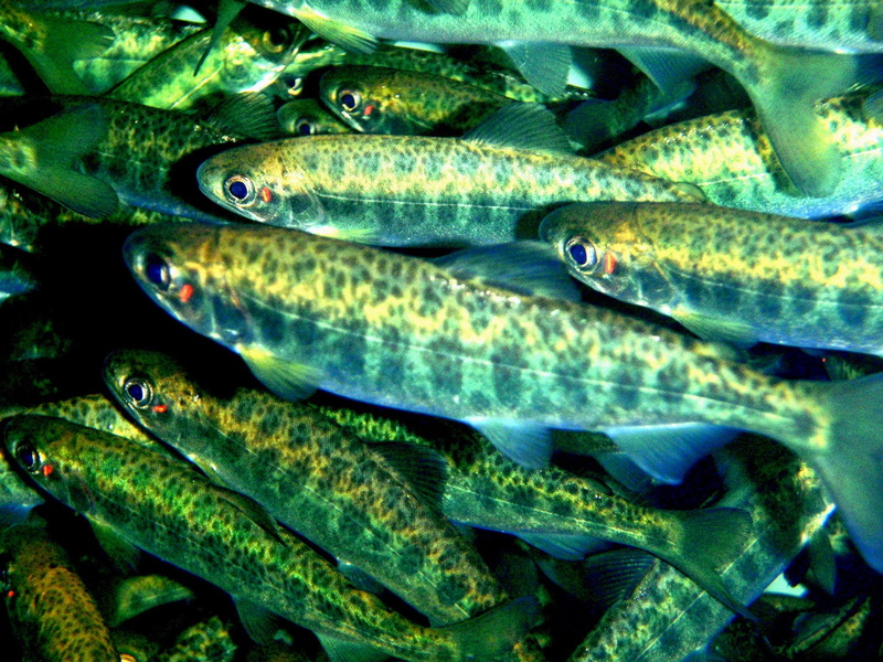 background, fishes, hf, 1080P, salmon, underwater, fish, river