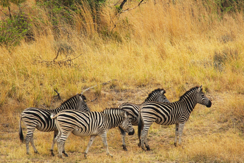 striped, exciting, field, vertebrate, herd, nature, mammal, plant, group of animals, Safaris, grass, herbivorous, animals in the wild, animal themes, mabula