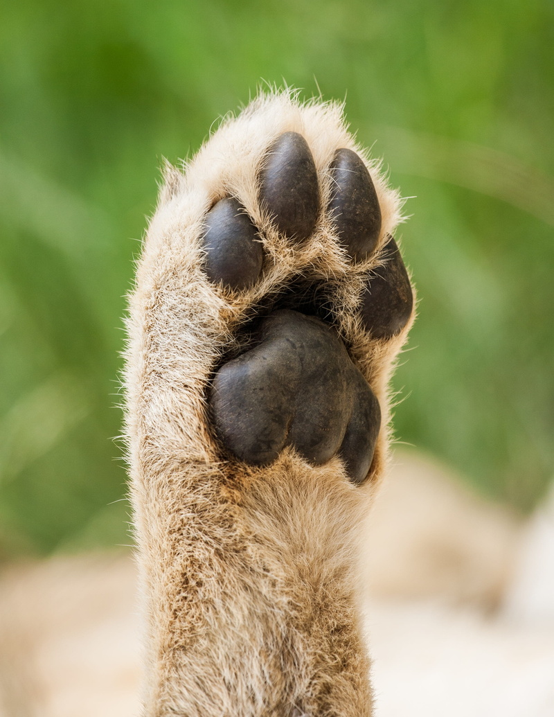 day, safari, mammal, 2K, animal body part, herbivorous, gauteng, cub, focus on foreground, one animal, shallow, paw, focus, no people, photography, zoo