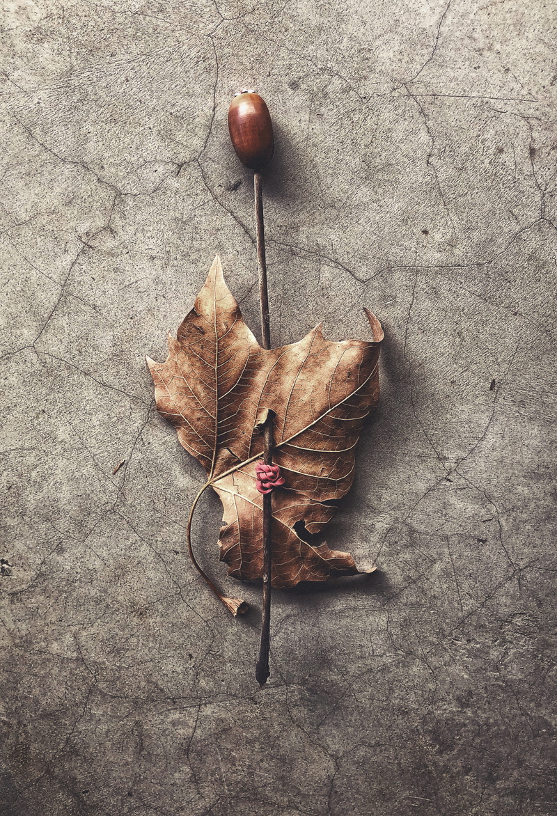 change, magic, stick, brown, dry, fall, acorn, creation, plant, art, stabbed, elastic band, day, leaves, 2K, twig, johannesburg, wood, fragility, outdoors