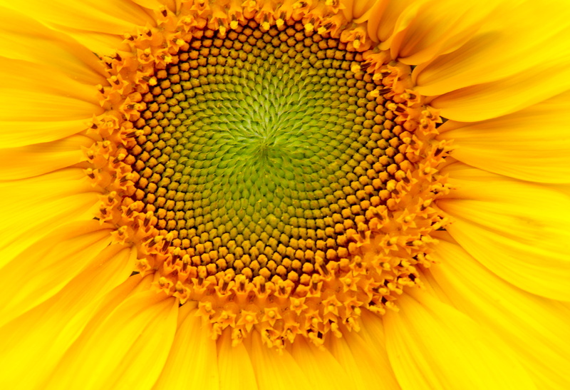 flower, no people, freshness, yellow, flower head, outdoors, backgrounds, beauty in nature, 5K, macro, close-up, flowering plant, pollen, south africa