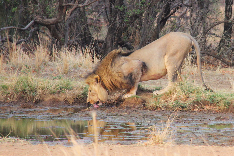 animals in the wild, exciting, one animal, day, animal themes, outdoors, interesting, no people, mabula game lodge, Lion, beautiful, adventure, south africa