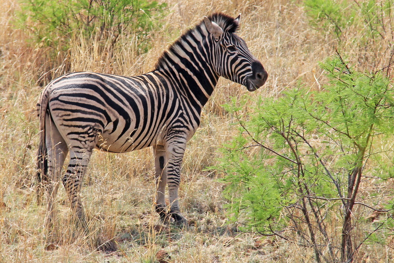 daytime, safari, zebra, standing, pilanesberg game reserve, profile view, herbivorous, animal, adventure, outdoors, animals in the wild, field, 2K, sun city