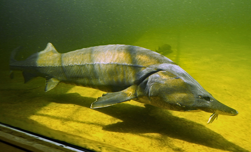 fish head, freshwater fish, close-up, freshwater, large aquarium, one animal, underwater, animals in captivity, no people, kapitaler sturgeon, animal wildlife