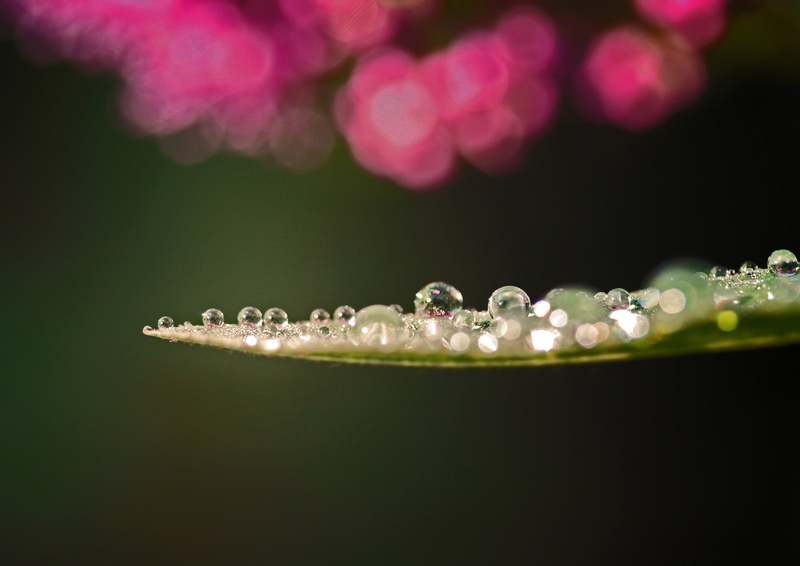 WOOKIE, drop, backgrounds, green leaf, MACRO, leaf, RAIN, PINKY, SCOTLAND, ALONE, raindrop, CANON, green, plant, freshness, BOOKIE, close-up, liquid, 2K