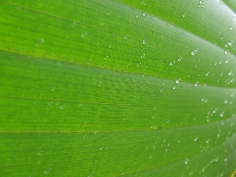 environment, outdoors, green, backgrounds, growth, full frame, photography, dew, freshness, organic, wet, raindrop, banana leaf, Background, plant part