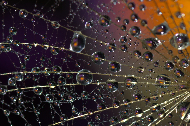 drops, vulnerability, water, abstract, 1080P, wet, plant, macro, focus on foreground, natural pattern, indoors, photography, beauty in nature, splash