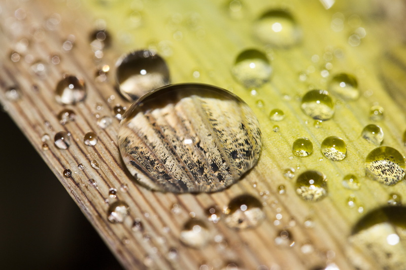 micro, photography, wet, liquid, nature, Peterborough, rain, macro, Lensing, backgrounds, Manic, beads, dew, abstract, UK, close-up, water, raindrop, green Color