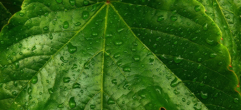 nature, panasonic, fz50, close, outdoors, francais, 2K, burgundy, drops, priroda, photo, digital, green leaf, french, botany, environment, summer, light