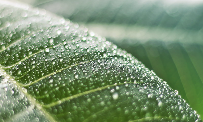 Nature, Plumeria, green, Sparkling, leaf Vein, dof, Rebel, Depth of field, Oasis, rain, Winter, dew, Garden, Bokeh, 720P, Bright, Light, green Color, environment