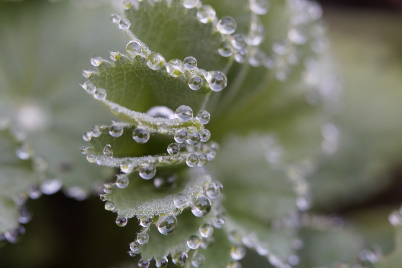 leaf, close, close-up, no people, photo, dew, raindrop, green Color, plant, nature, drop, growth, drop of water, morgentau, frauenmantel, drops, water
