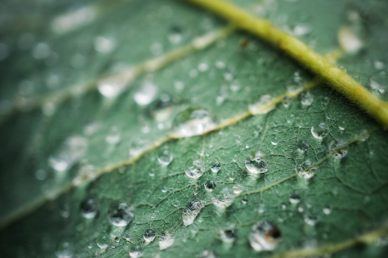 plant, drops, green  leaf, close, close-up, water, rain, backgrounds, leaf, macro, tone, green, shades, camera, close up, green leaf, close  up, hair, raindrop