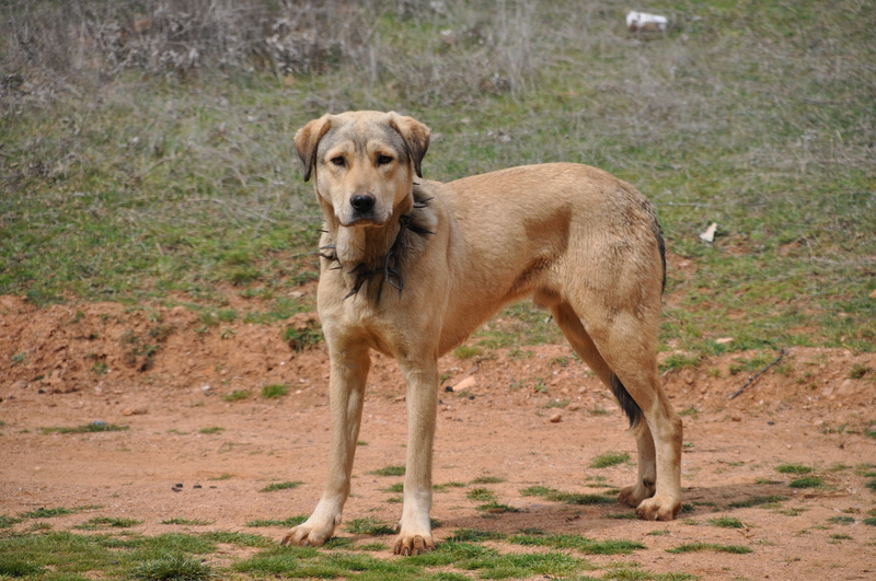 land, one animal, full length, domestic animals, coated, portrait, short, 4K, domestic, nature, medium, photo, looking at camera, focus, pets, tan, mammal