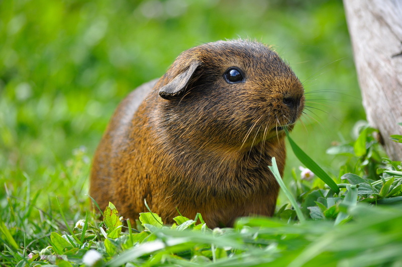mammal, outdoors, animal themes, guinea pig, grass, smooth hair, eating, day, capybara, rodent, green color, nature, 4K, whisker, green, no people, land