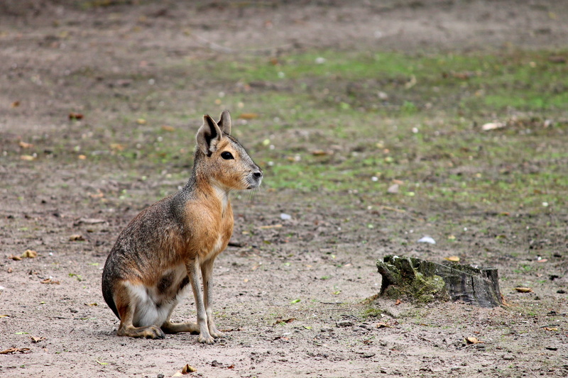 looking, species of rodent, cute, outdoors, no people, animals in the wild, large mara, looking away, curious, view, day, mammal, zoo, nature, dolichotis patagonum