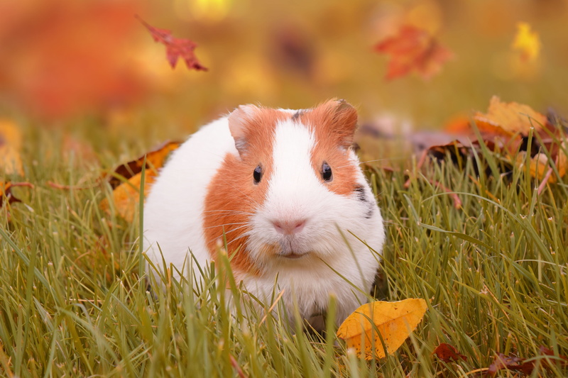 mammal, pig, pet, cute, whiskers, photography, rodent, close-up, no people, white, cavia, animal wildlife, fall, funny, nature, furry, little, adorable