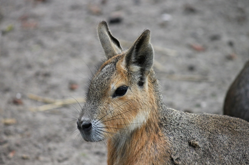 rabbit ears, hare, photography, one animal, no people, view, rodent, cute, animal body part, day, profile view, herbivorous, animal eye, animal, dolichotis patagonum