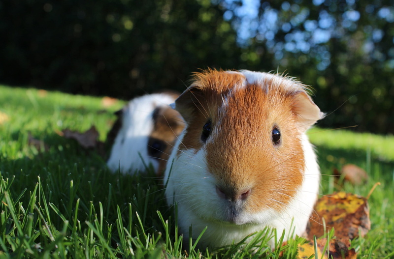 day, portrait, no people, white, whisker, looking, animal wildlife, outdoors, whiskers, focus on foreground, rodent, nature, guinea pigs, pigs, furry, hairy