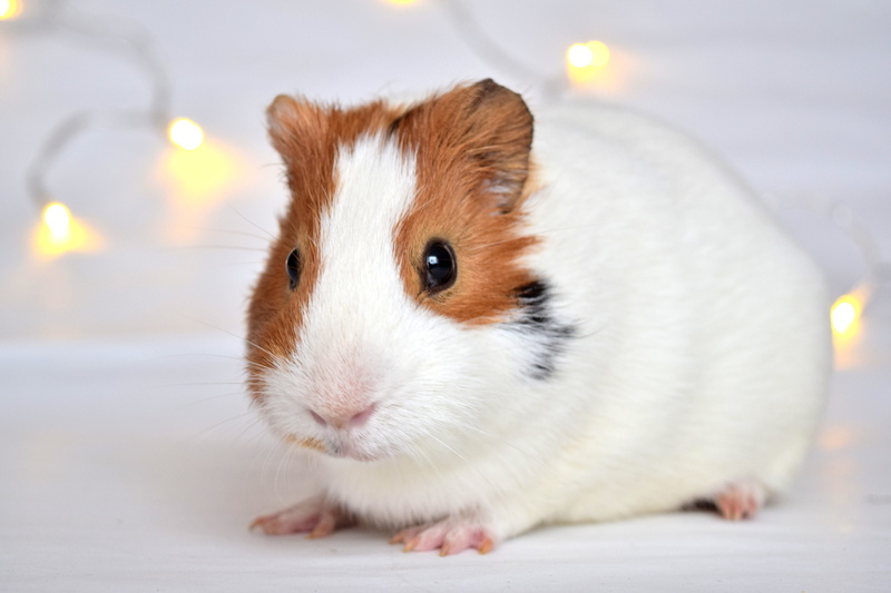 5K, fuzzy, hamster, pet, mammal, animal themes, looking at camera, photography, adorable, domestic animals, pets, portrait, brown, animal eye, young, closeup photography