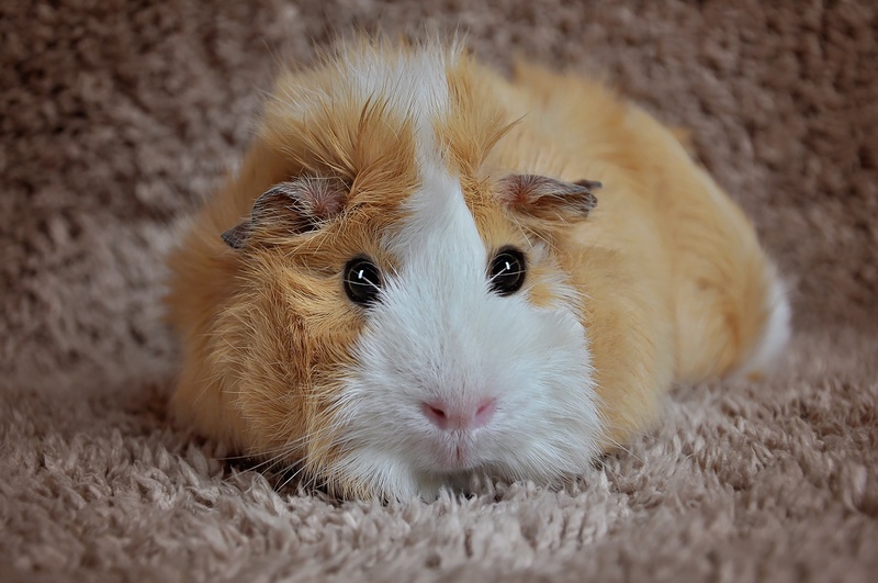 animal wildlife, small, domestic, portrait, whisker, strubel, rug, animal body part, mammal, hair, rodent, pet, 1080P, cute, one animal, lying, photo