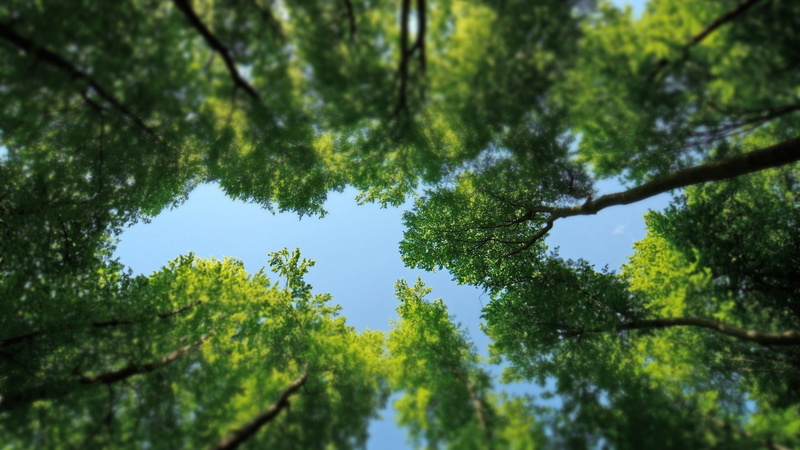 selective focus, sky, trees, plants, trunk, green color, growth, nature, blue, low, outdoors, photo, angle, tranquility, land, tree canopy, tree trunk