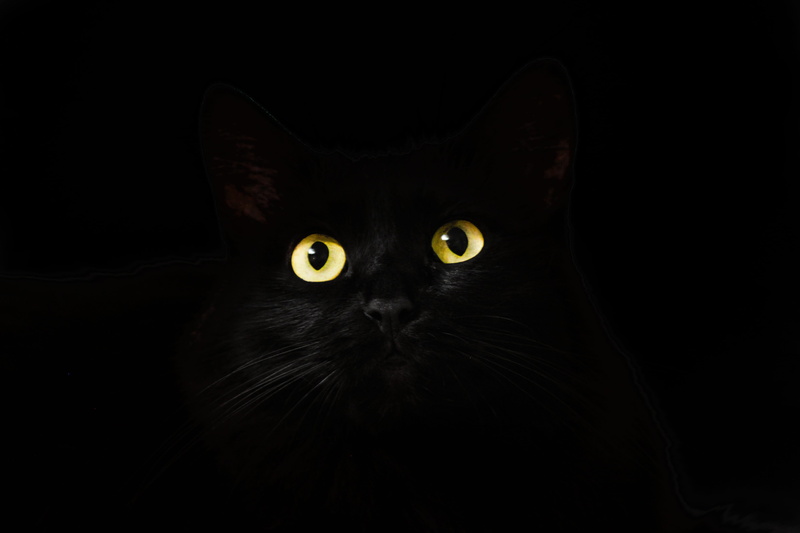pets, one animal, watching, yellow eyes, indoors, animal head, animal eye, whisker, iris - eye, black, dark, 4K, view, mammal, cat eyes, eye