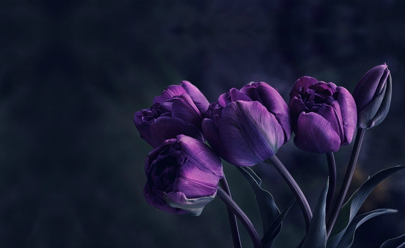 flowers, velvet, 1080P, tulips