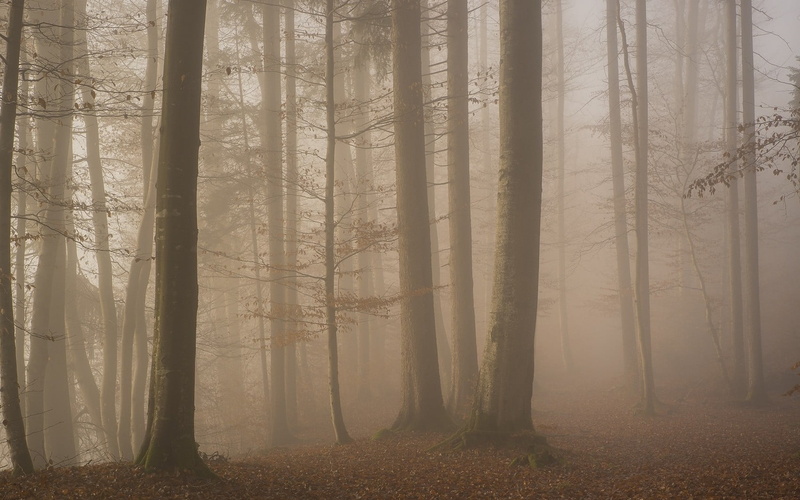 dawn, 720P, tree, woodland, fall, white, twilight, tree trunk, forest, morning, environment, coniferous tree, nature, tranquil scene, floral, no people