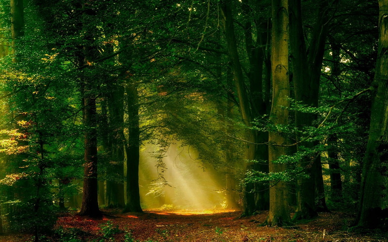 720P, trunk, outdoors, non-urban scene, green color, plant, mist, nature, day, tree trunk, scenics - nature, beauty in nature, path, tree, landscape, land