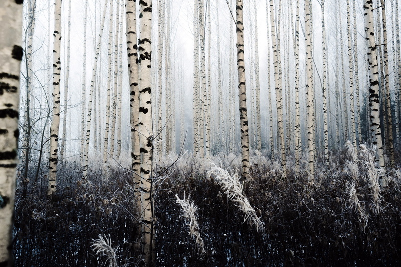 winter, frozen, snow, land, floral, black, white, forest, textured, full frame, trees, 2K, nature, tree trunk, ice, window, pattern, outdoors, curtain