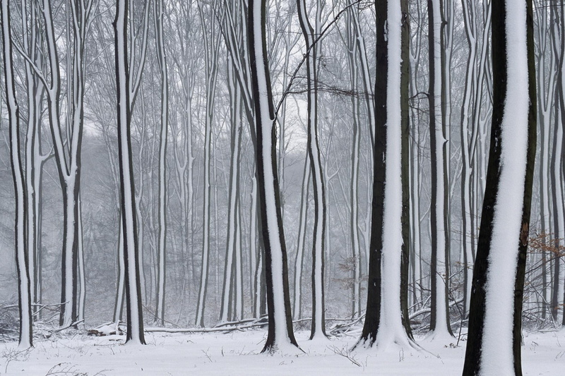 snow, non-urban scene, tree trunk, tranquil scene, plant, forest, woodland, no people, 1080P, environment, winter, beauty in nature, trunk, snowing, cold temperature