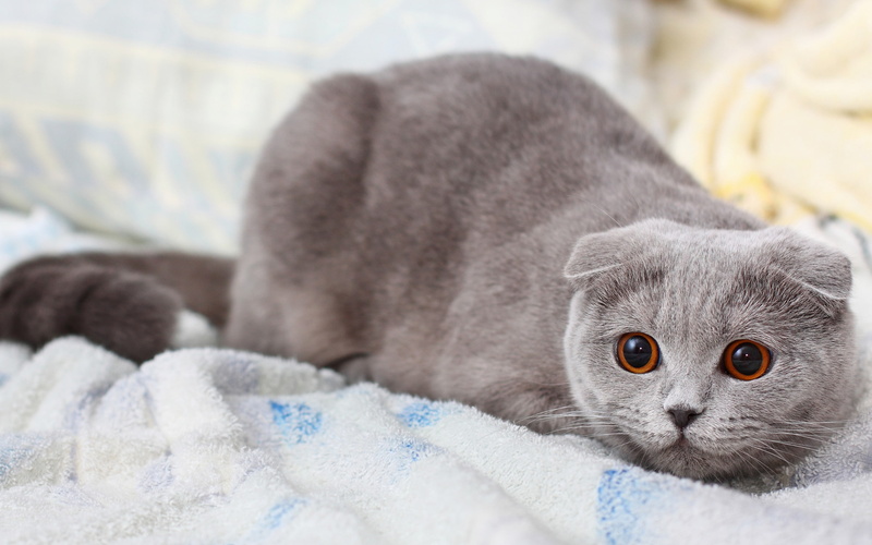 fold, russian, s, scottish, scottish fold, gray, Amazing Animals, 2K, kote, Cat, blue, koshak
