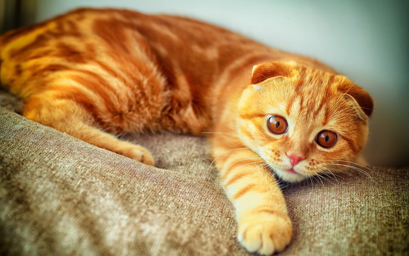 scottish, garfield, 2K, cat, orange, beautiful, fold, scottish fold cat