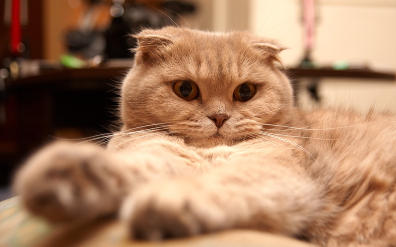 scottish, tired, 4K, cat, scottish fold cat, cute, fold, orange