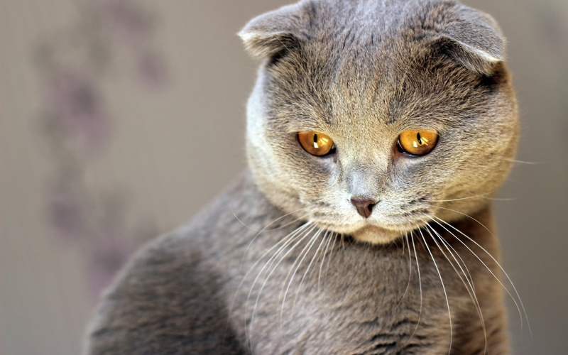 cat, cute, eyes, red, scottish, scottish fold cat, fold, beautiful, 1080P