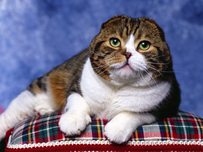 photo, pillow, cute, blue, fold, scottish, shoot, cat, scottish fold cat, 720P