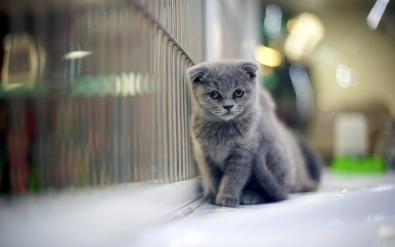 beautiful, 1080P, scottish fold cat, small, scottish, sad, cat, fold, gray