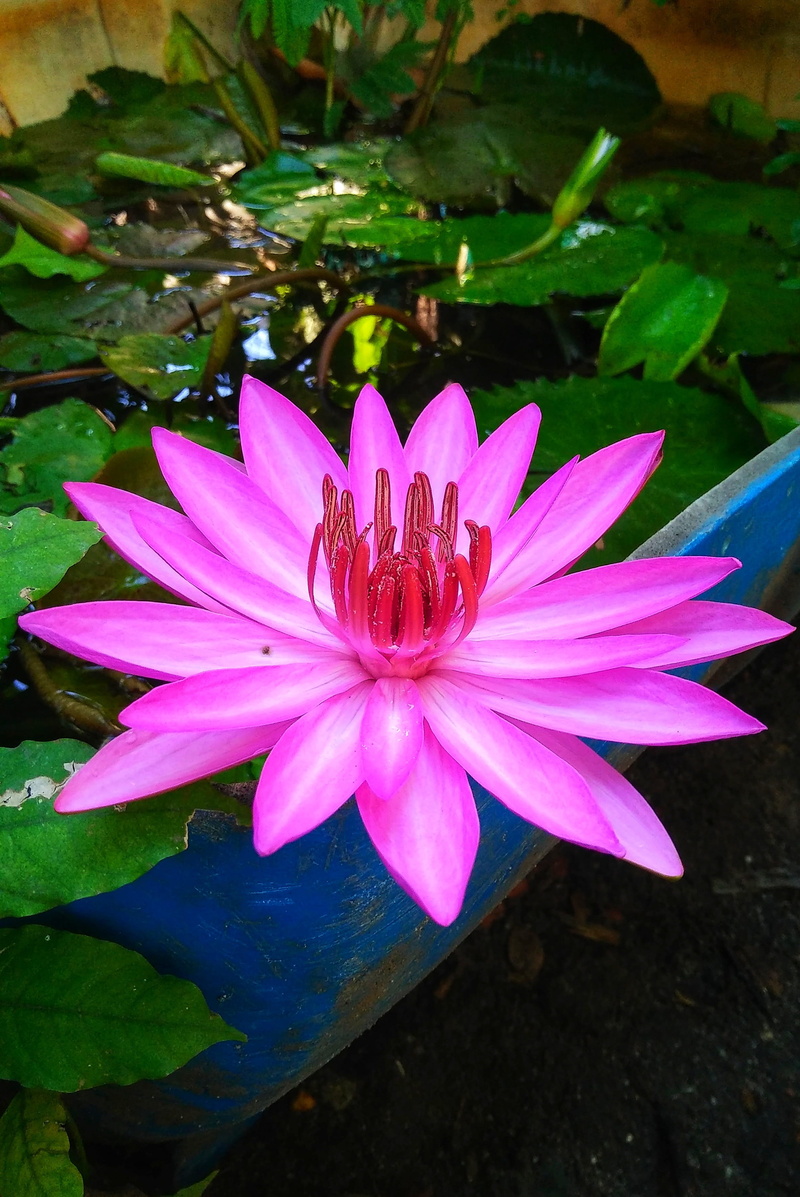 plant part, pink color, fragility, shower water, natural, high angle view, purple, flaunted, beauty in nature, flowers bloom, flower head, nature, leaf