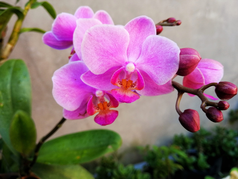 vulnerability, flower, beautiful flowers, freshness, pink color, orchids, plant, petal, focus on foreground, fragility, color, no people, nature, flaunted